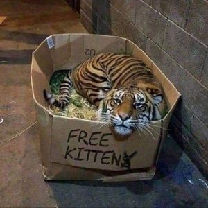 Meet your Posher, Rome